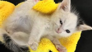 How to comfort a kitten