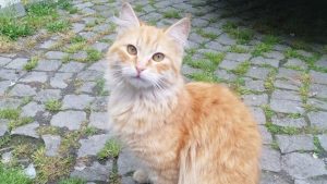 Do cats eat their fleas? The answer is yes.