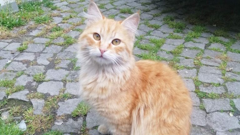 Do cats eat their fleas? The answer is yes.