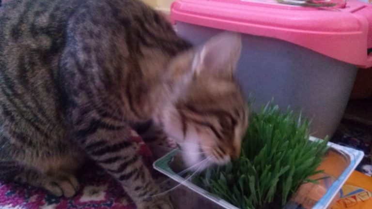 How I dealt with pica in my cat: cat eating grass