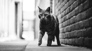 Cat walking - direct registering