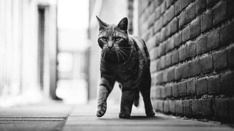 Cat walking - direct registering
