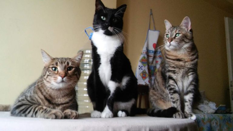Adopting a cat: things to consider