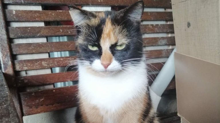 Things You Should Never do to Your Cat