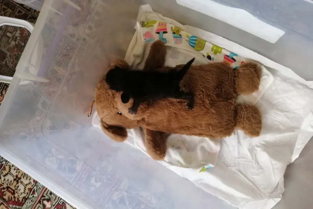 Newborn kitten sleeping on a teddy bear hot water bag