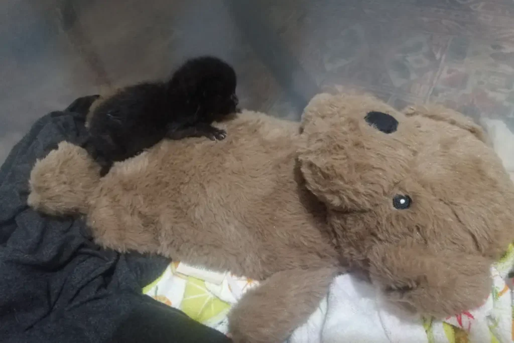 See how cute Olive the abandoned kitten is on his teddy bear hot water bag!