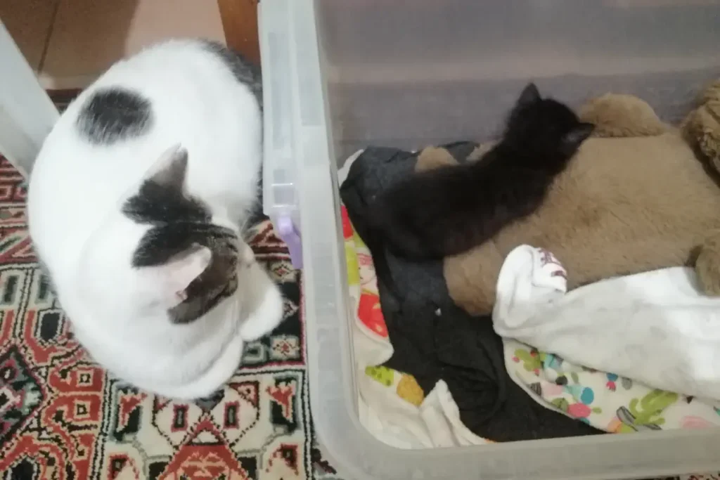 Fatma (Fatosh), another rescue cat that I saved from under a car back in 2019, is watching Olive.