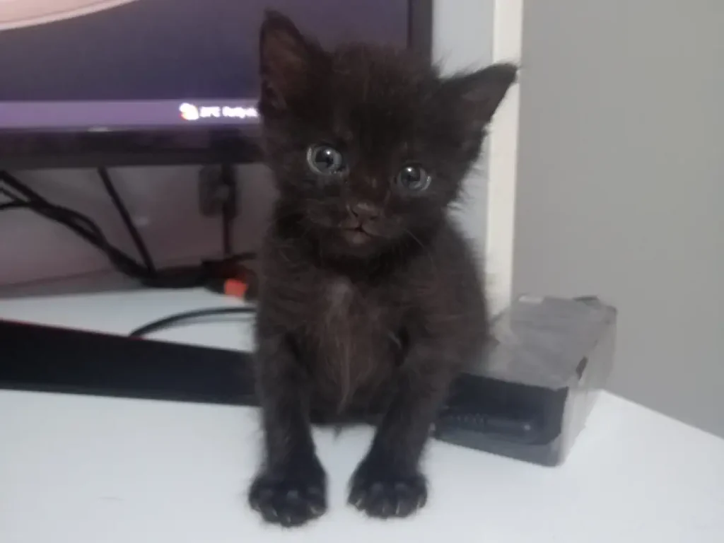 In this photo, Olive the kitten is one month old (yay!) [September 24]