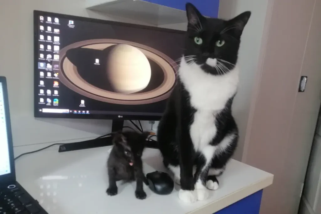 Big and smol: Olive the kitten and Leo the tuxedo cat. On the table.