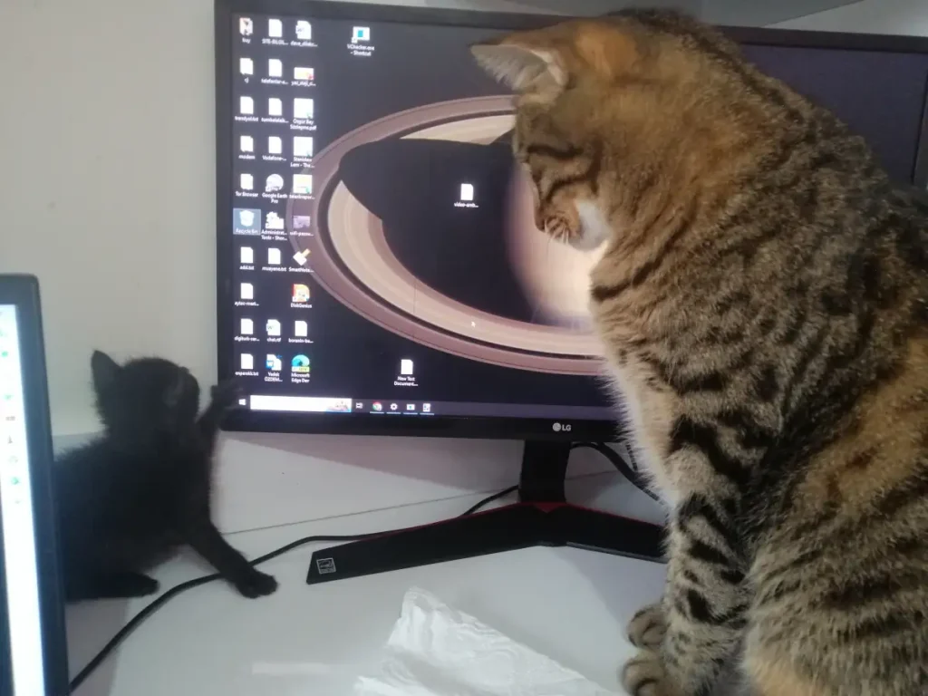 My lovely son Nairo is watching Olive the kitten playing. Nairo is a big boi.