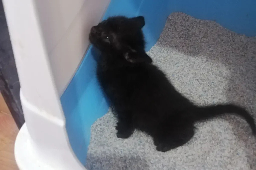 Olive the abandoned kitten is using the toilet for the first time [September 25].