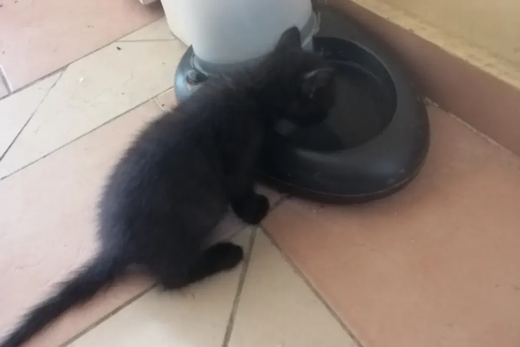 Kitten drinking water