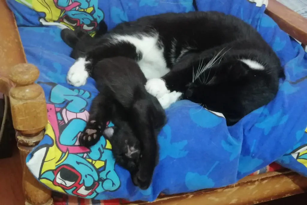 Olive is sleeping with Leo the tuxedo cat. [November 14]