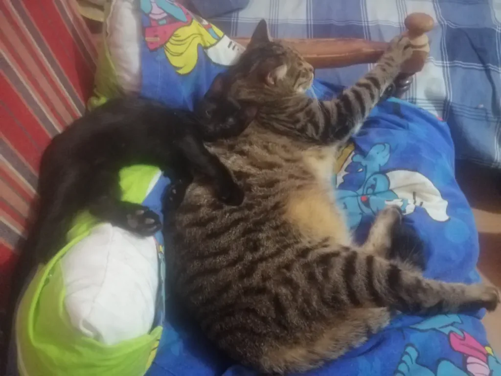 Olive the black rescue kitten is with Nairo here. November 18.