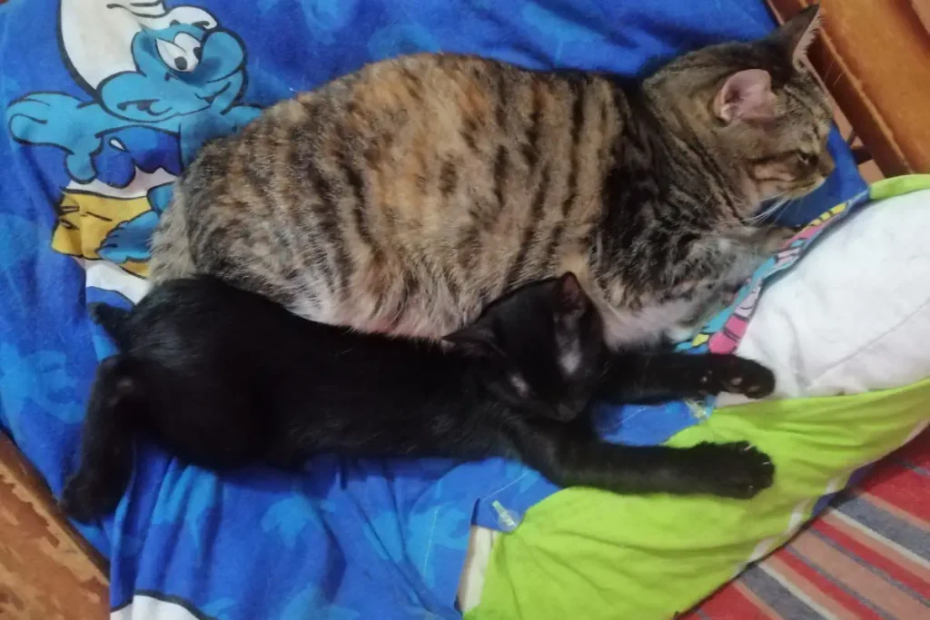 Olive is sleeping with my lovely Lotto,mother of five adorable cats. [November 24]