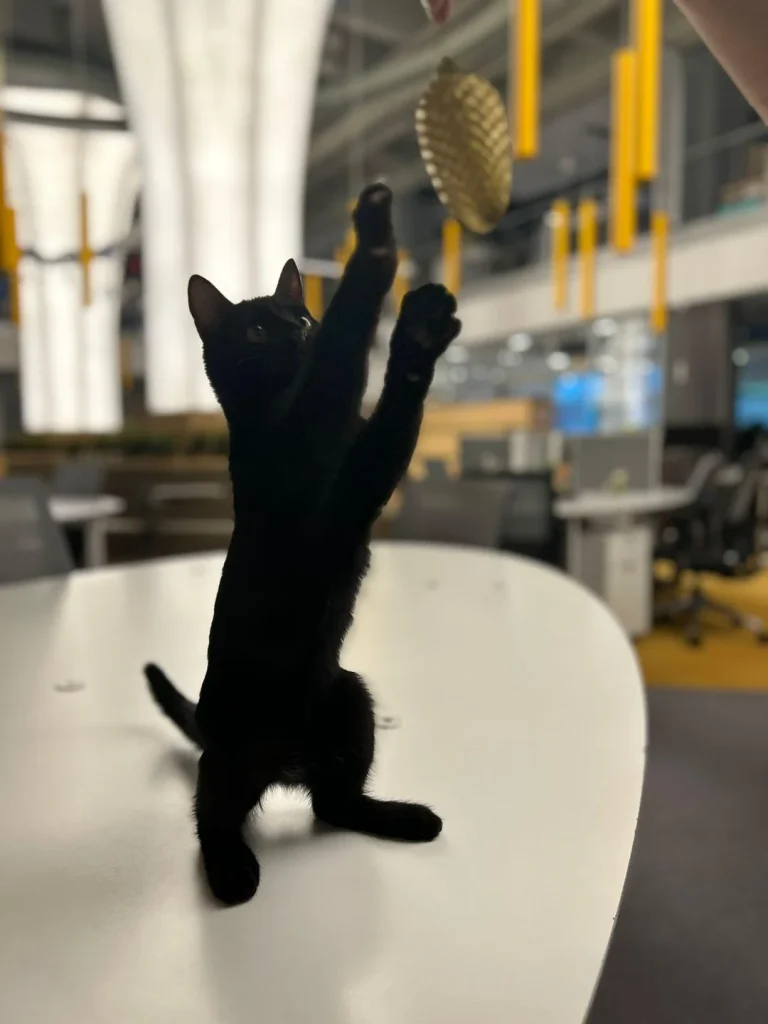 Olive the rescued kitten at work, playing