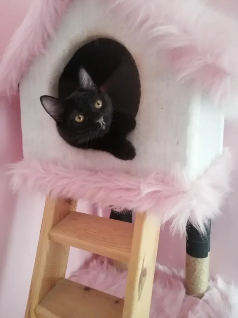 The first day of new year. Olive at home, in the pink cat house. Looks cute!