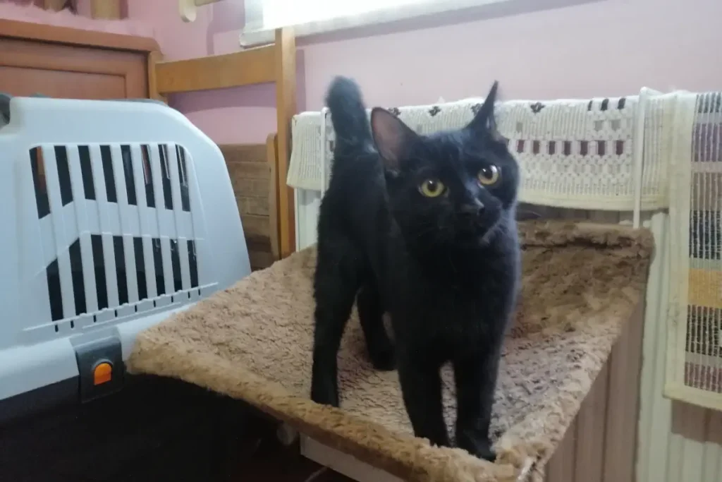 The day Olive was neutered Yay!. [January 7]