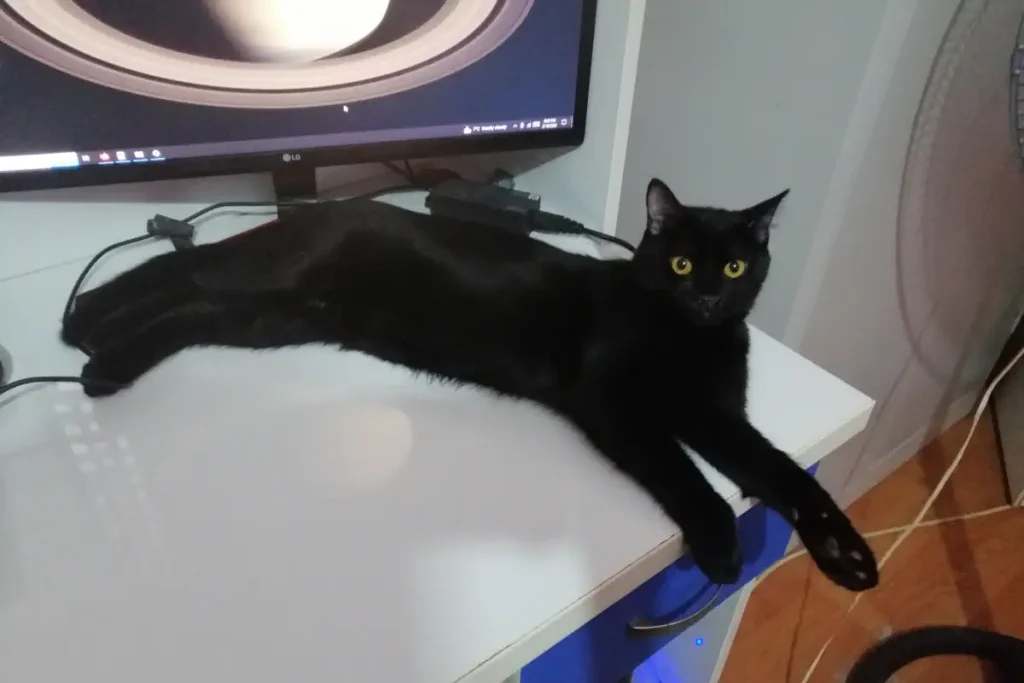 Olive is resting on the table. February 19.