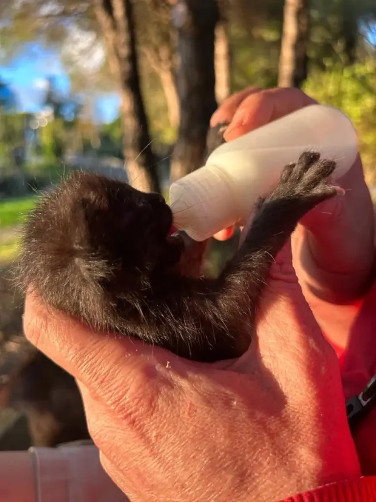 Bottle feeding the abandoned kitten
