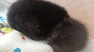 Olive the abandoned kitten, sleeping