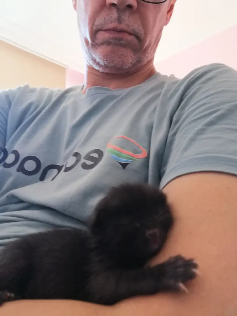 Kitten sleeping on my arm