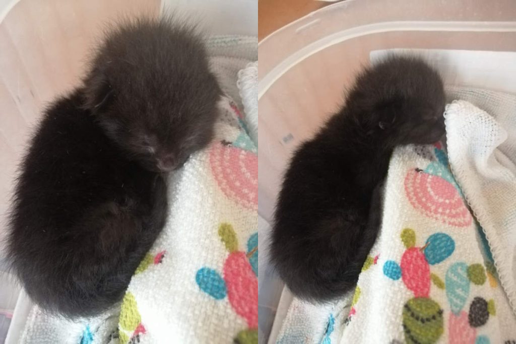 Saving an abandoned newborn kitten: Olive is sleeping peacefully in his warm setup.