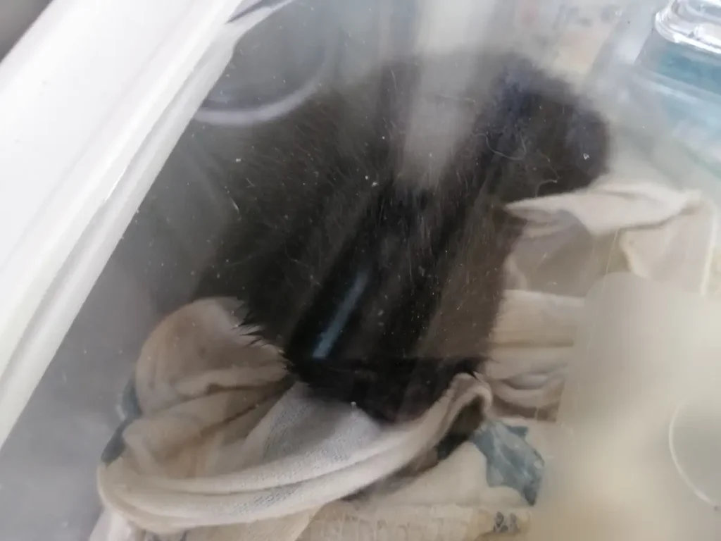 How to save an abandoned kitten: I filled a plastic water bottle with warm water, enveloped it in a towel, and positioned it close to the tiny kitten, ensuring he stayed warm. This setup became the backdrop for the baby kitten's first photo.